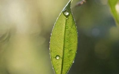 Kisah Nyata Manfaat Hafalan Quran: Keberkahan Dunia Akhirat