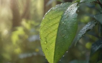 Cara Menambah Hafalan Tanpa Lelah Mental dan Kognitif